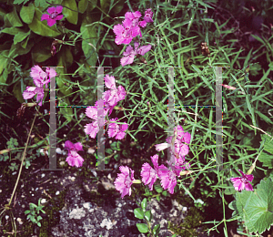 Picture of Dianthus amurensis 