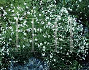 Picture of Dianthus petraeus 