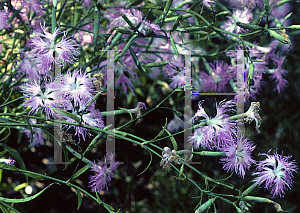 Picture of Dianthus superbus var. longicalyensis 