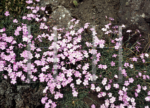 Picture of Dianthus sylvestris 