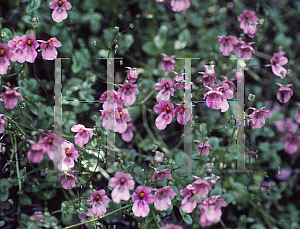 Picture of Diascia anastrepta 