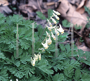 Picture of Dicentra cucullaria 