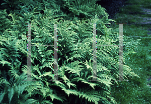 Picture of Dryopteris dilatata 