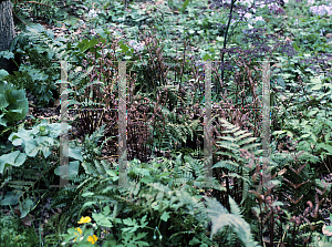 Picture of Dryopteris erythrosora 