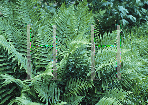 Picture of Dryopteris filix-mas 