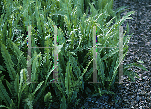 Picture of Dryopteris ludoviciana 