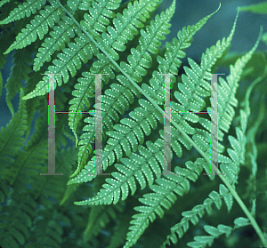 Picture of Dryopteris marginalis 