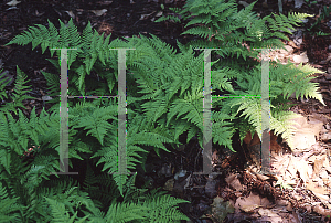 Picture of Dryopteris sacrosanta 