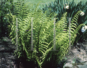 Picture of Dryopteris wallichiana 