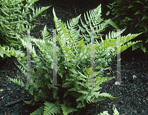 Picture of Dryopteris x uliginosa 