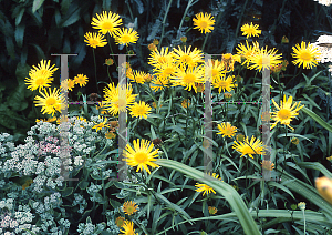 Picture of Doronicum ensefolia 