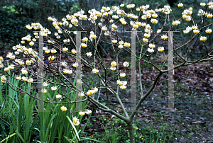 Picture of Edgeworthia chrysantha 