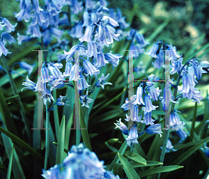 Picture of Hyacinthoides hispanica 