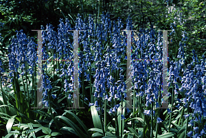 Picture of Hyacinthoides hispanica 