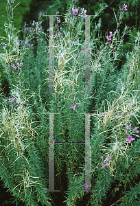 Picture of Epilobium dodonaei 