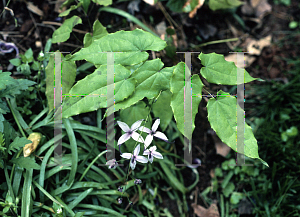 Picture of Epimedium acuminatum 