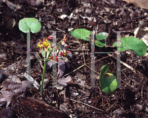 Picture of Epimedium x cantabrigiense 