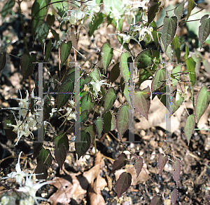 Picture of Epimedium koreanum 