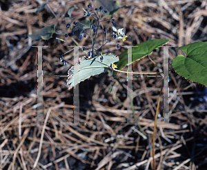 Picture of Epimedium myrantheum 
