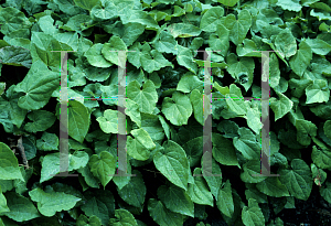 Picture of Epimedium pinnatum ssp. colchicum 