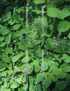 Picture of Epimedium purpuraum 