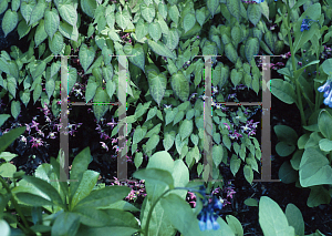 Picture of Epimedium x rubrum 