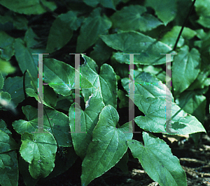 Picture of Epimedium sagittatum 