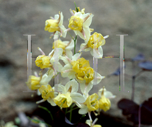 Picture of Epimedium x versicolor 'Sulphureum'