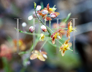 Picture of Epimedium x warleyense 