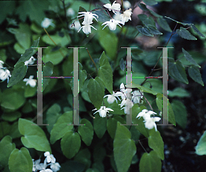 Picture of Epimedium x youngianum 'Niveum'