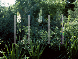 Picture of Eremurus himalaicus 