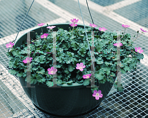 Picture of Erodium reichardii 'Roseum'