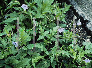 Picture of Erodium gruinum 