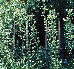 Picture of Eryngium eburneum 