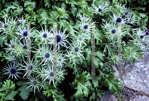 Picture of Eryngium x oliverianum 