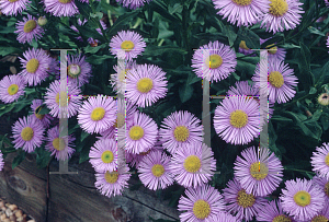 Picture of Erigeron speciosus 'Prosperity'