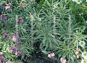 Picture of Erysimum linifolium 'Variegatum'