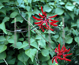Picture of Erythrina corallodendrum 