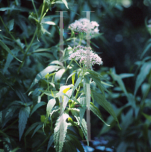 Picture of Eupatorium cannabinum 