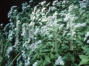 Picture of Eupatorium chinense var. oppositifolium 