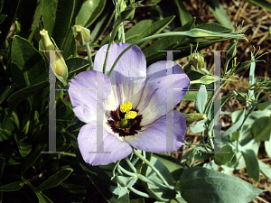 Picture of Eustoma grandiflorum 