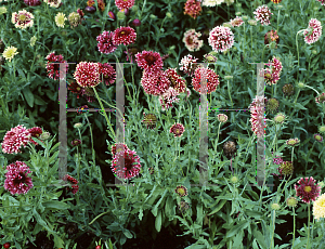 Picture of Gaillardia pulchella 