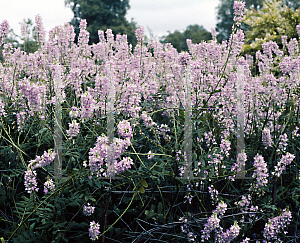 Picture of Galega officinalis (Hartlandii Group) 