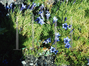 Picture of Gentiana x macaulayi 
