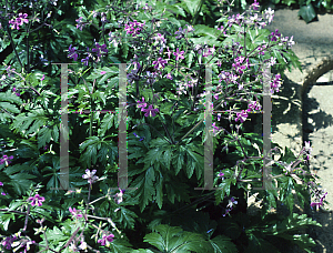 Picture of Geranium canariense 