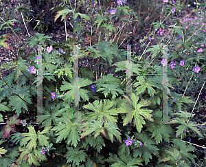 Picture of Geranium erianthum 