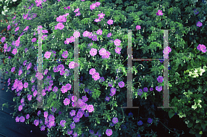 Picture of Geranium incanum 