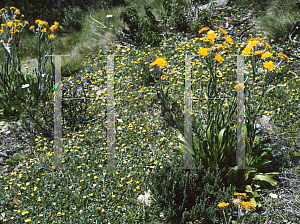 Picture of Goodenia hederaceae 