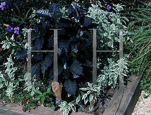 Picture of Graptophyllum pictum 'Black Beauty'
