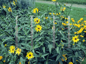 Picture of Helianthus atrorubens 